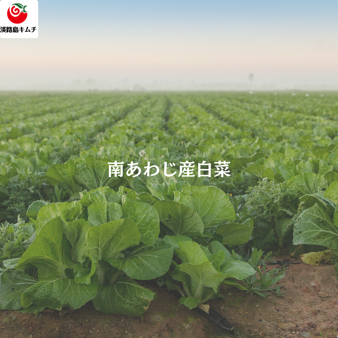 南あわじ産白菜使用 白菜キムチ 500g(送料別)